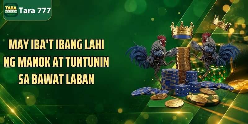 May iba't ibang lahi ng manok at tuntunin sa bawat laban